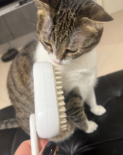 Perfetta per i gatti diffidenti